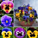 Πανσές - Pansy viola tricolor