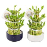 Lucky Bamboo