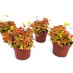 Oxalis Sunset Velvet