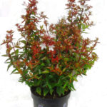 Αμπέλια – Abelia grandiflora Villarreal