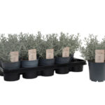 Λεβαντίνη - Santolina chamaecuparissus, S. rosmarinifolia