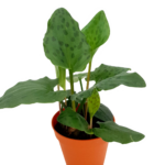 Φυτό Λεοπάρδαλη - Drimiopsis maculata