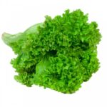 Μαρούλι Σγουρό - Lactuca sativa