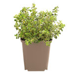 Λεμονοθύμαρο - Thymus citriodorus