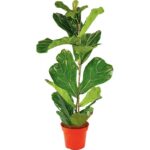 Φίκος – Ficus lyrata