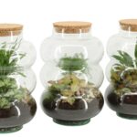 Terrarium Arr. Planten H%
