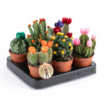 Κάκτοι άνθος 8,5εκ