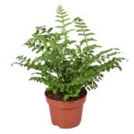 Ασπλένιουμ - Asplenium Parvati