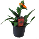 Ορνιθόγαλο - Ornithogalum Dubium