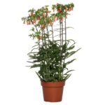 Καλαγχόη - Kalanchoë 'Lucky Bells'