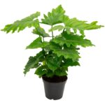 Φυλλόδεντρο - Philodendron bipinnatifidum Shangri La