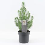 Πεύκο – Pinus pinea “Silver Crest”