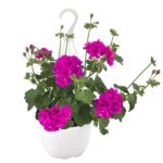 Βαμβακούλα