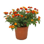 Λαντάνα - Lantana camara