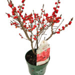 Ίλεξ - Ilex Verticillata