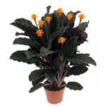 Καλαθέα - Calathea Crocata