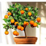 Μανταρινιά Κλημεντίνη Νάνα