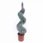 Cupressus arizonica glauca "Fastigiata" Mini Spiral