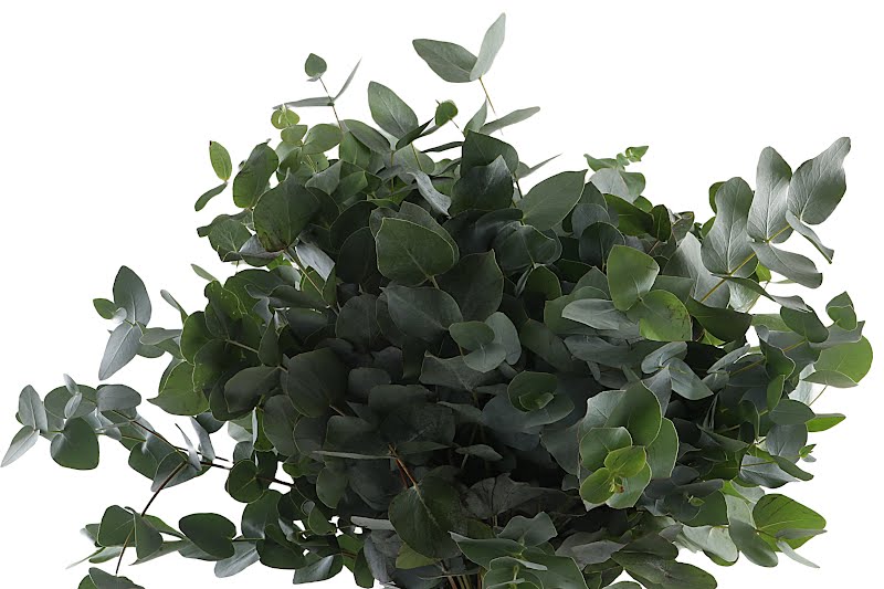 Ευκάλυπτος - Εucalyptus cinerea