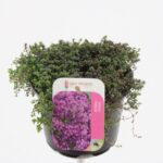 Θυμάρι έρπον - Thymus serpyllum