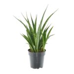 Σανσεβιέρια - Sansevieria kirkii friends