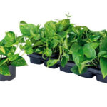 Πόθος – Epipremnum aureum