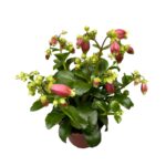 Καλαγχόη - Kalanchoe Hg 'dream Bells' in Pot Cover