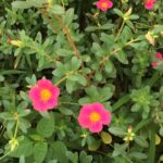 Πορτουλάκα