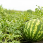 Καρπούζι - Citrullus lanatus