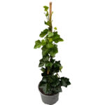 Κισσός - Hedera Hibernica Hedera hibernica