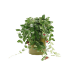 Αισχύνανθος – Aeschynanthus Fl Monarda Lisa