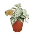 Αφελάνδρα – Aphelandra squarrosa “White Wash”