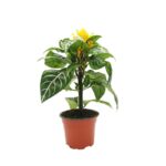 Αφελάνδρα – Aphelandra squarrosa botanica