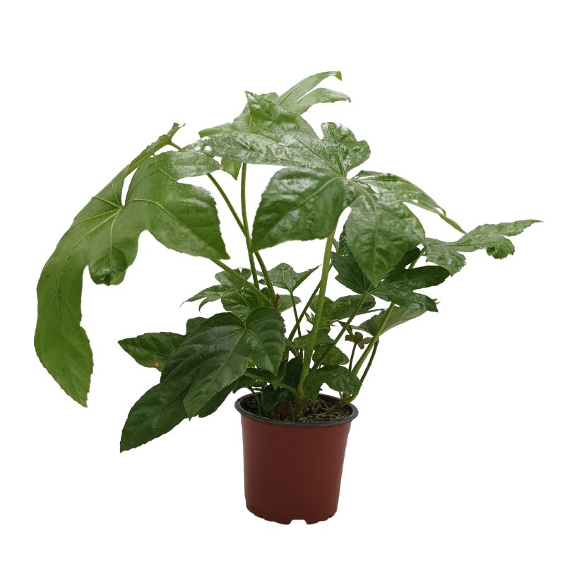 Aralia.jpg Φάτσια ή Αράλια - Fatsia japonica - Image 1