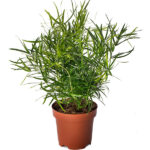 Ασπάραγκος - Asparagus falcatus