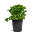 Ασπλένιουμ - Asplenium Antiquum 'leslie