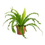 Ασπλένιουμ – Asplenium antiquum “Osaka”