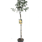 Αχλαδιά Κρυστάλλι Βουτύρου