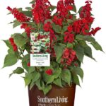 Φωτιά - Salvia splendens