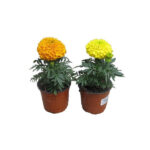 Κατηφές διπλός - Tagetes sp.