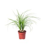 Beaucarnea nolina recurvata 2-3 φυτά - Μπουκαρνέα