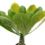 Μπριχάμια – Brighamia insignis “Hawaiian palm”