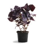 Βασιλικός μαύρος - Ocimum basilicum  “Purpurasence”