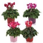 Κυκλάμινο- Cyclamen persicum