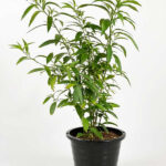 Νυχτολούλουδο - Cestrum nocturnum