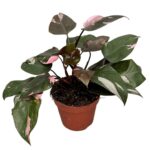 Φυλλόδεντρο - Philodendron 'Pink Princess marble'