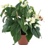 Ματωμένη καρδιά - Clerodendrum sp