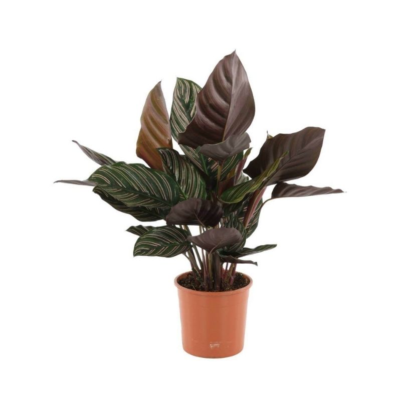Calathea-Sanderiana-greenart.jpg Καλαθέα – Calathea ornata Sanderiana - Image 1
