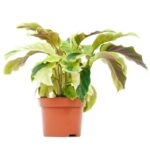 Καλαθέα - Calathea 'Yellow Fusion'