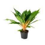 Χλωρόφυτο - Chlorophytum orchidastrum green orange